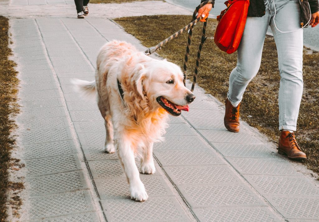 person walking elderly golden retriever dog